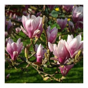 Magnolia cu flori roz în formă de cupă - Magnolia x Soulangeana