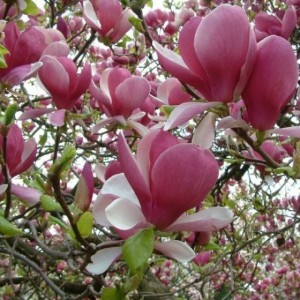 Magnolia cu flori roz în formă de cupă - Magnolia x Soulangeana ("Rustica Rubra")