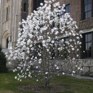 Magnolia cu flori albe (Magnolia × soulangeana 'Alba Superba')