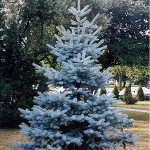 Molid piramidal albastru glauc (Picea pungens 'Edith')