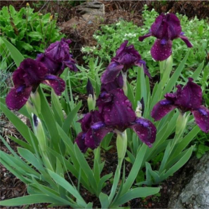 Iris pitic cu flori burgunde (Iris pumila 'Pastel Charm')