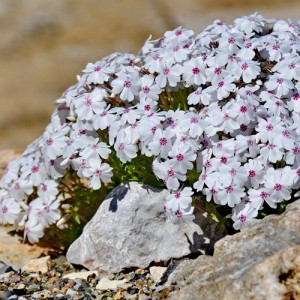 Brumărele cu flori albe și centrul mov (Phlox subulata 'Coral Eye')