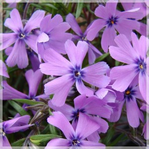 Brumărele târâtoare cu flori purpurii (Phlox subulata 'Purple Beauty')