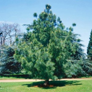 Pin de Himalaia - Pinus wallichiana 