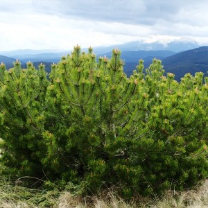Jneapăn (Pinus mugo)