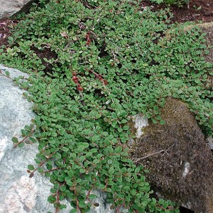Cotoneaster târâtor cu frunzele mici (Cotoneaster dammeri "Queen of Carpets")