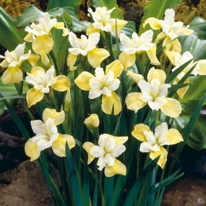 Iris cu flori galbene (Iris sibirica 'Butter and Sugar')