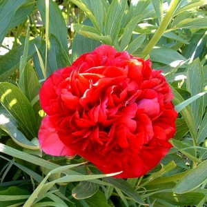 Bujor de grădină cu florile mari roșu carmin (Paeonia officinalis 'Rubra Plena')