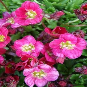 Saxifraga cu flori roz spre roșiatic (Saxifraga x arendsii 'Luschtinez')