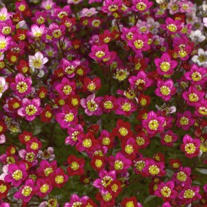 Saxifraga cu flori mari roșu stacojiu (Saxifraga 'Touran Scarlet')