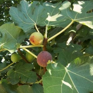 Smochin - Ficus carica