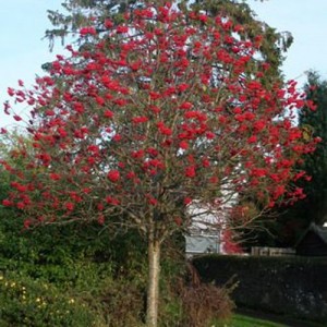 Scoruș ornamental (Sorbus 'Titan')