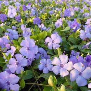Saschiu cu flori albastru deschis (Vinca minor 'Flower Power')
