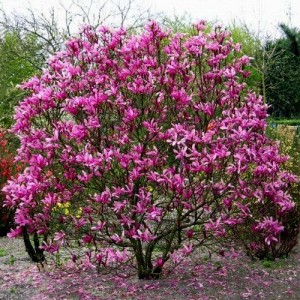 Magnolia cu flori roz (Magnolia "Susan")