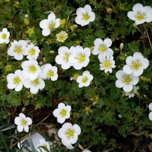 Saxifraga cu flori mari albe (Saxifraga 'Touran Large White')