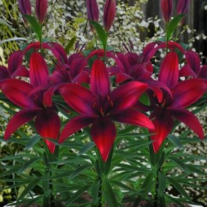 Crini imperiali roșu-bordo - Lilium 'Cavoli'
