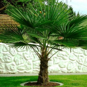 Palmier - Trachycarpus fortunei 