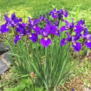 Iris cu flori mov (Iris sibirica "Caesar"s Brother")
