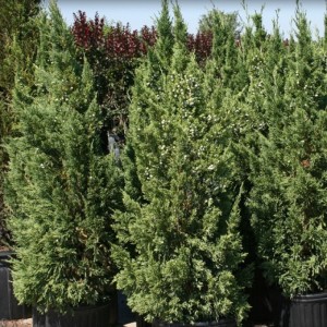 Ienupăr verde columnar (Juniperus chinensis "Keteleeri")