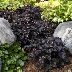 Clopoțel cu frunzele negre - Heuchera "Black Pearl"