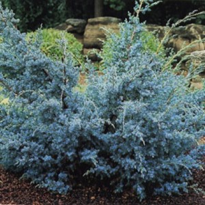 Ienupăr albastru (Juniperus chinensis 'Blue Alps')