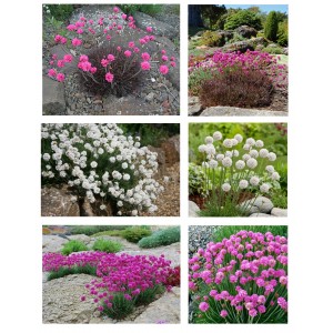 Aranjament armeria – flori roz, albe și frunziș roșiatic