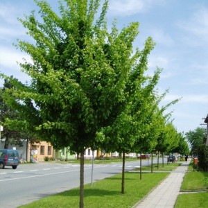 Jugastru ornamental (Acer campestre 'Elsrijk')