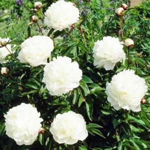 Bujor cu flori albe (Paeonia officinalis "Alba Plena")