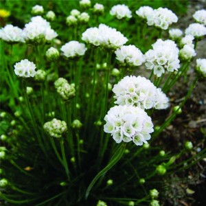Armeria cu flori albe (Armeria juniperifolia 'Alba')