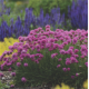 Armeria cu flori roz (Armeria juniperifolia 'New Zealand Form')