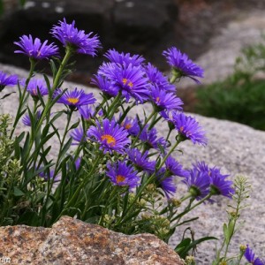 Aster pitic cu flori albastre (Aster alpinus "Dunkle Schöne")