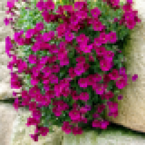 Aubrieta cu flori roșiatice (Aubrieta 'Audrey Red')
