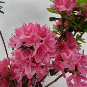 Azaleea pitică cu flori roz - Rhododendron "Kermesina"