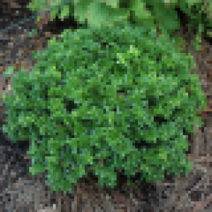 Cimișor compact verde (Buxus microphylla 'Green Pillow')