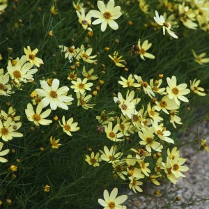 Coreopsis cu flori galben unt (Coreopsis verticillata "Moonbeam")