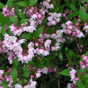 Deuția cu florile roz (Deutzia × kalmiiflora)