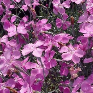 Garofițe roz ("Dianthus gratianopolitanus "Blauigel")