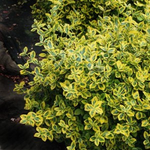 Euonimus verde cu galben (Euonymus fortunei "Emerald"n" Gold")