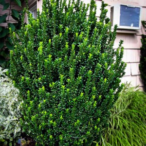 Evonimus columnar verde (Euonymus japonicus "Green Spire")
