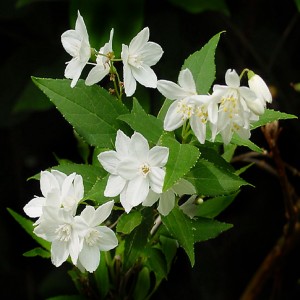 Deutia (Deutzia gracilis "Nikko")