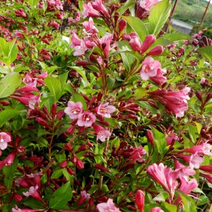 Veigela cu flori roz dechis (Weigela florida "Tango")