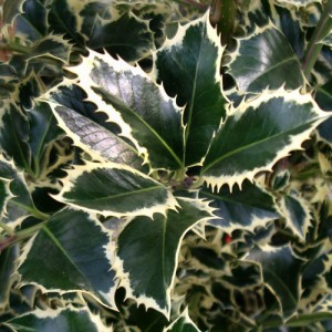 Ilice variegat (Ilex aquifolium "Variegata")