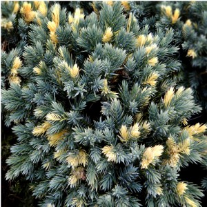 Ienupăr compact albastru cu galben (Juniperus squamata "Floreant")