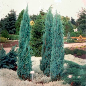 Ienupăr columnar albastru (Juniperus virginiana "Blue Arrow")