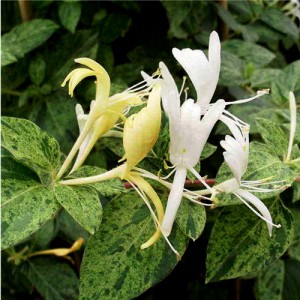 Caprifoi variegat (Lonicera japonica "Mint Crisp")