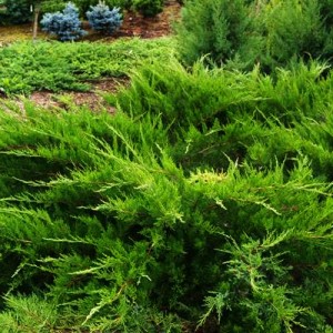 Ienupăr verde (Juniperus x media "Mint Julep")