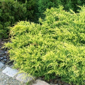 Ienupăr verde cu galben (Juniperus x media "Gold Star")