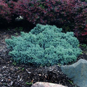 Ienupăr compact albastru (Juniperus squamata "Blue Star")