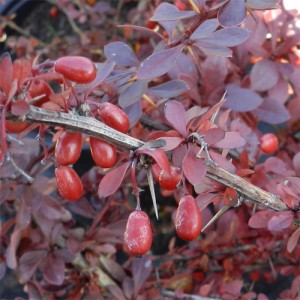 Dracila roșie (Berberis thunbergii "Carmen")