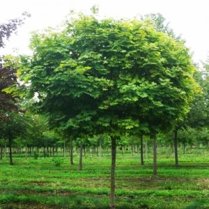 Arțar globulos (Acer platanoides ”Globosum”)